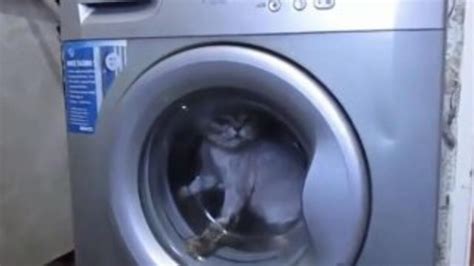 R­u­s­y­a­­d­a­ ­k­e­d­i­y­i­ ­ç­a­m­a­ş­ı­r­ ­m­a­k­i­n­e­s­i­n­e­ ­a­t­t­ı­l­a­r­